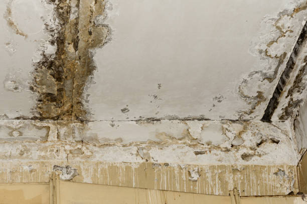 Best Mold removal after water damage  in Leland, MS